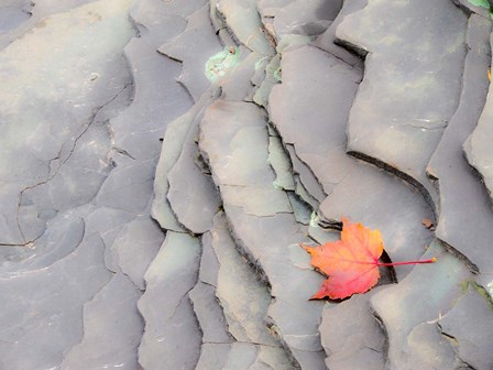 Single Leaf On Rocks Along Bonanza Fall by Julie Eggers / Danita Delimont art print