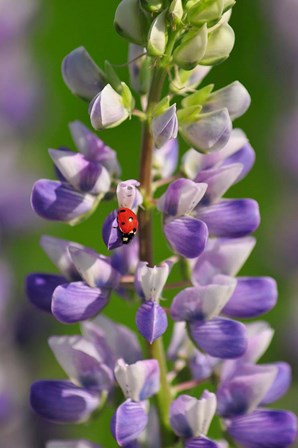 Ladybug On A Lupine Flower by Jaynes Gallery / Danita Delimont art print
