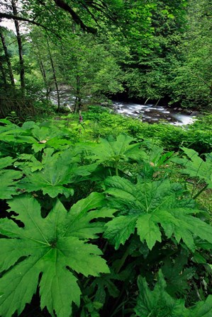 Scenic View Of Little Sandy River, Oregon by Jaynes Gallery / Danita Delimont art print