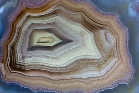 Banded Agate, Sammamish, Washington by Darrell Gulin / Danita Delimont art print
