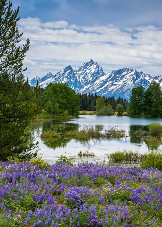 Lupine Flowers With The Teton Mountains In The Background by Howie Garber / Danita Delimont art print