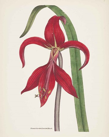 Antique Botanical XIV Cream by Wild Apple Portfolio art print
