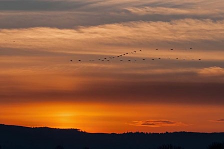 Sunset Flight by Larry McFerrin art print