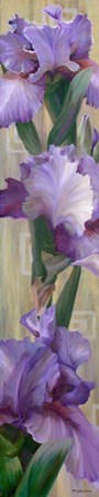 Iris II by Jan McLaughlin art print