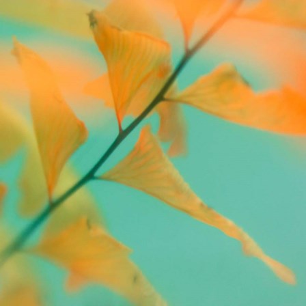 Fern Dance 2 by Judy Stalus art print