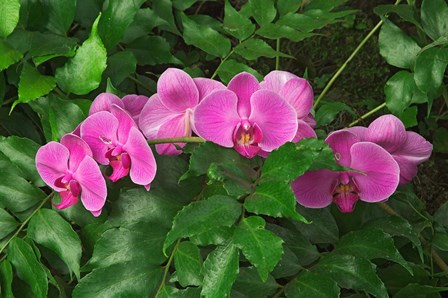 Hybrid Orchid, Lincoln Park Conservatory, Chicago, Illinois by Adam Jones / Danita Delimont art print