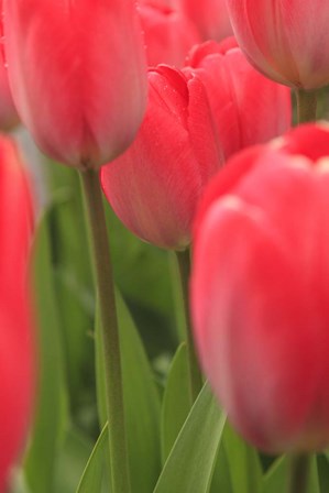 Tulips In A Garden 1, Victoria, Canada by Stuart Westmorland / Danita Delimont art print
