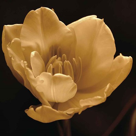 Timeless Grace IV by Charles Britt art print