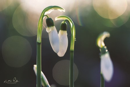 Snowdrops I by Martin Podt art print