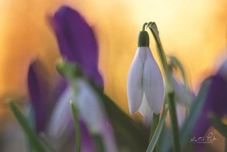 Snowdrop at Sunset by Martin Podt art print