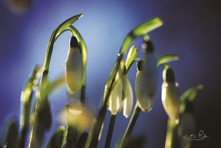 Snowdrops V by Martin Podt art print