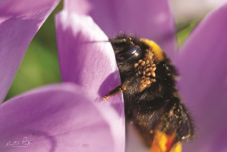 Bee II by Martin Podt art print