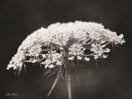 Queen Anne&#39;s Lace by Lori Deiter art print