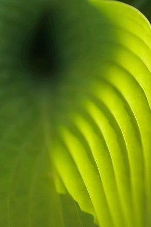 Hosta Leaf Detail 4 by Anna Miller / Danita Delimont art print