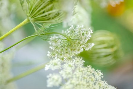 Queen Anne&#39;s Lace Flower 4 by Anna Miller / Danita Delimont art print