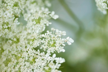 Queen Anne&#39;s Lace Flower 6 by Anna Miller / Danita Delimont art print