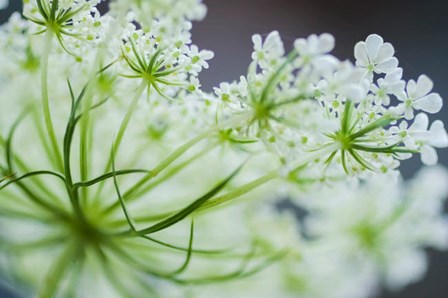 Queen Anne&#39;s Lace Flower 2 by Anna Miller / Danita Delimont art print