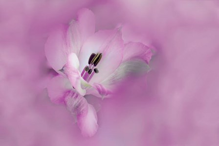 California Close-Up Of Alstroemeria Flower by Jaynes Gallery / Danita Delimont art print