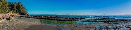 Botanical Beach Panorama by Tim Oldford art print