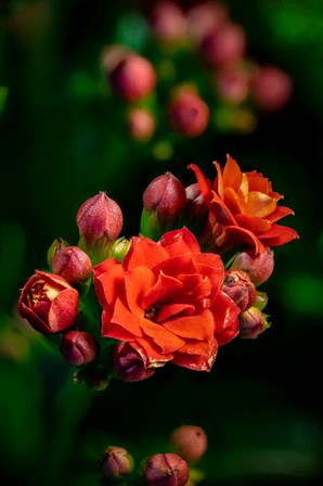 Colorado, Fort Collins, Kalanchoe Flowers Close-Up by Jaynes Gallery / Danita Delimont art print