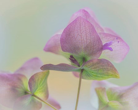 Ornamental Oregano Flower Close-Up by Jaynes Gallery / Danita Delimont art print