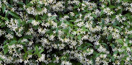 White Flowers In Bloom, Sacramento, California by Panoramic Images art print