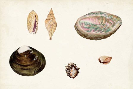 Antique Shell Anthology VIII by Vision Studio art print