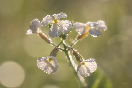 Morning Dew by Martin Podt art print