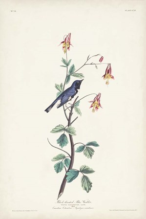 Pl. 155 Black-throated Blue Warbler by John James Audubon art print