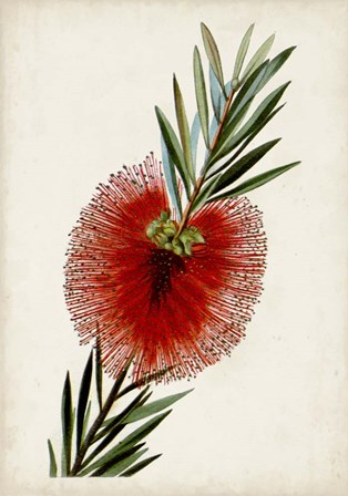 Bottle Brush Flower III by John Miller art print