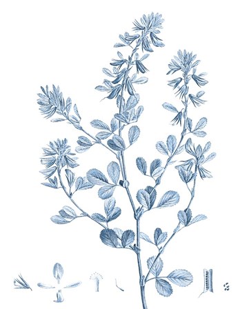 Antique Botanical in Blue VIII by Vision Studio art print