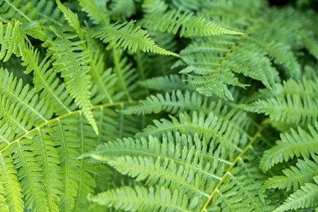 Green Fern by Lisa S. Engelbrecht / Danita Delimont art print