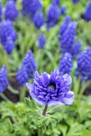 Purple Anemone by Lisa S. Engelbrecht / Danita Delimont art print