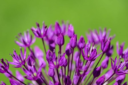 Allium by Lisa S. Engelbrecht / Danita Delimont art print