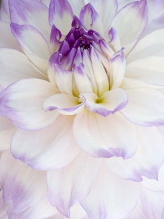 White Dahlia with Purple Edges by Julie Eggers / Danita Delimont art print