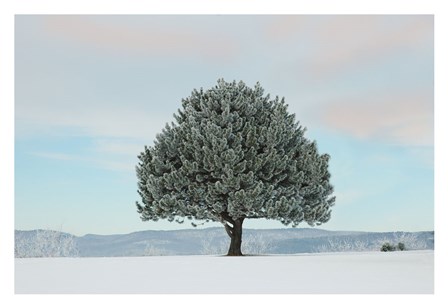 Frosted Pine by Orah Moore art print