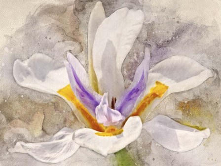 Playful Petals I by Leda Robertson art print