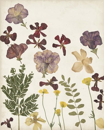 Pressed Flower Arrangement IV by Regina Moore art print