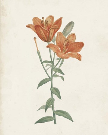 Classic Botanicals V by Pierre-Joseph Redoute art print