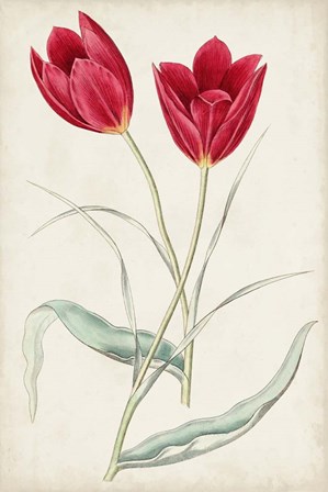 Antique Botanical Collection III by Ridgeway art print