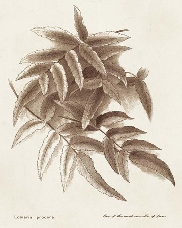 Sepia Fern Varieties IV art print