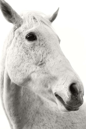 A Horse Named Lady II BW by Sue Schlabach art print