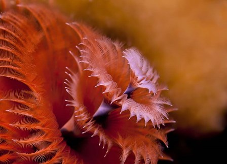 Christmas Tree Tube Worm by Beth Watson/Stocktrek Images art print