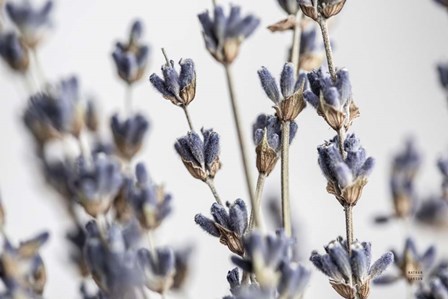 Lavender Bouquet by Nathan Larson art print