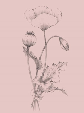 Blush Pink Flower III by Jasmine Woods art print