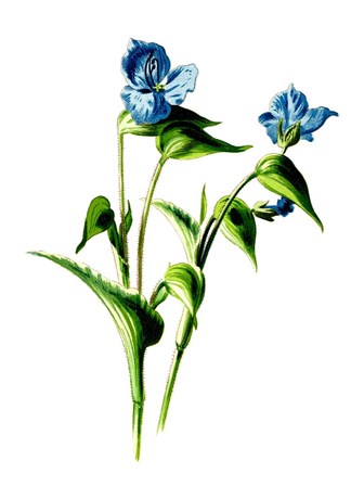 Camelina Flower by Jasmine Woods art print