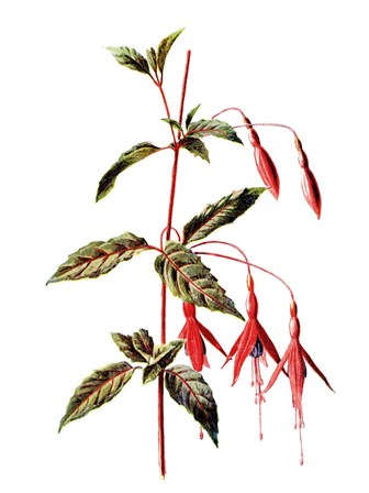 Fuchsia Flower by Jasmine Woods art print