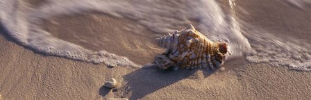 Conch Shell on the beach, Cayman Islands by Panoramic Images art print