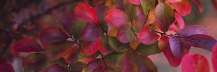 Leaves on a Crepe Myrtle tree by Panoramic Images art print