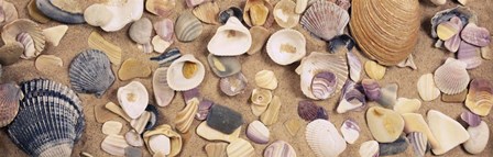 High angle view of seashells by Panoramic Images art print